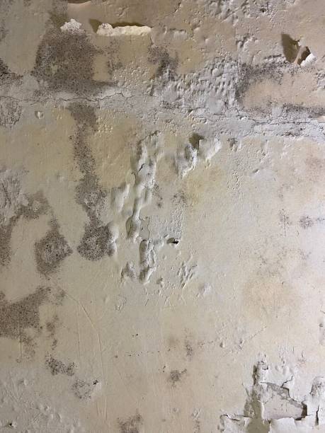 Best Mold Removal Company Near Me  in Laurel Springs, NJ