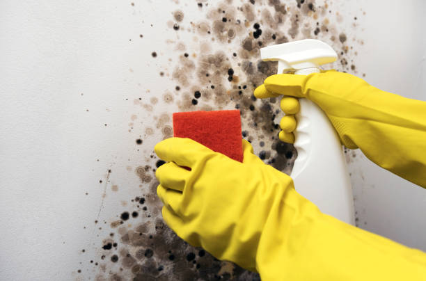 Best Mold Removal Near Me  in Laurel Springs, NJ