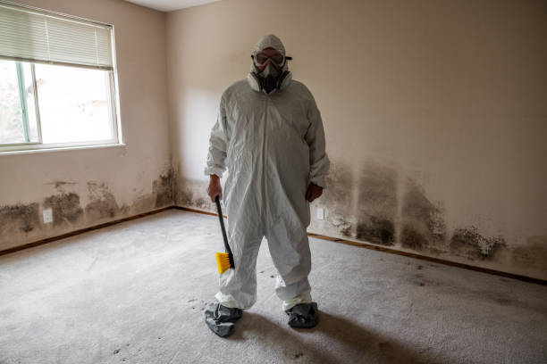 Best Mold Remediation  in Laurel Springs, NJ