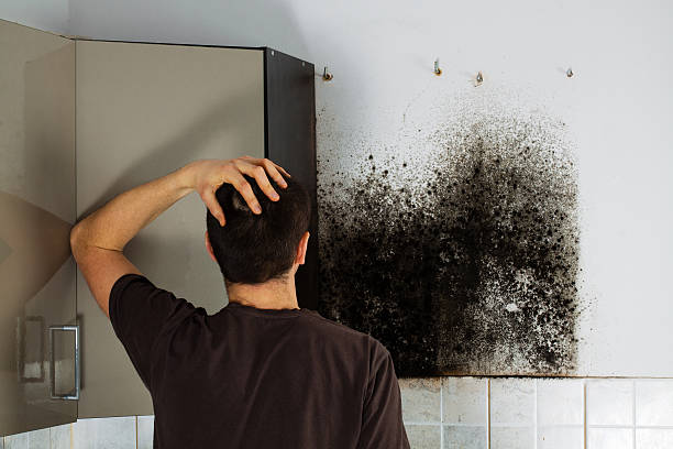 Best Mold Damage Repair  in Laurel Springs, NJ
