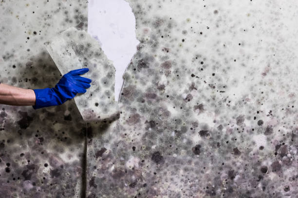 Trusted Laurel Springs, NJ Mold Removal Experts
