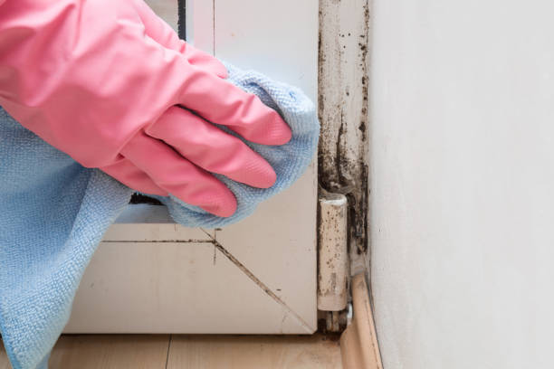 Best Mold Cleaning Services  in Laurel Springs, NJ